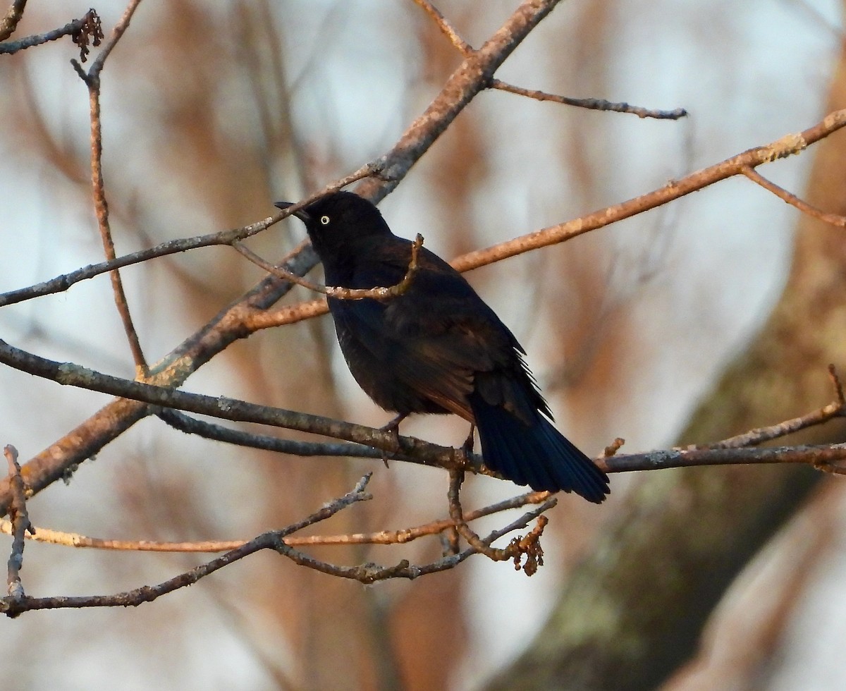 Rusty Blackbird - Kisa Weeman