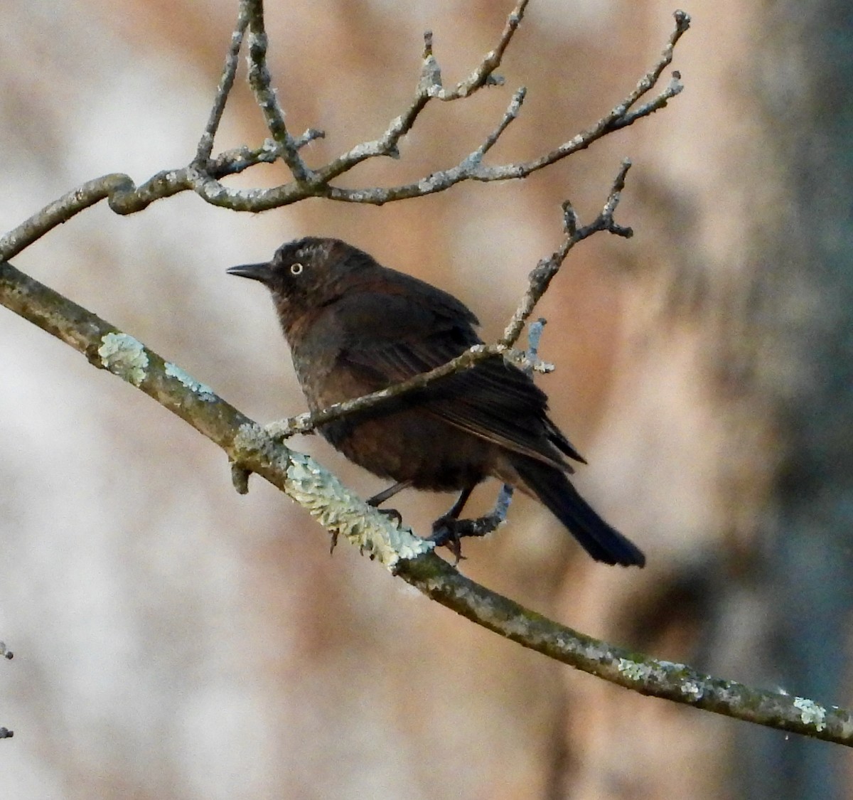 Rusty Blackbird - ML616492951