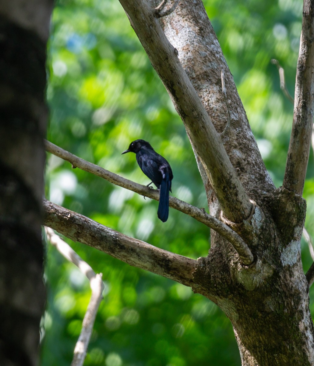 Black Catbird - ML616492953