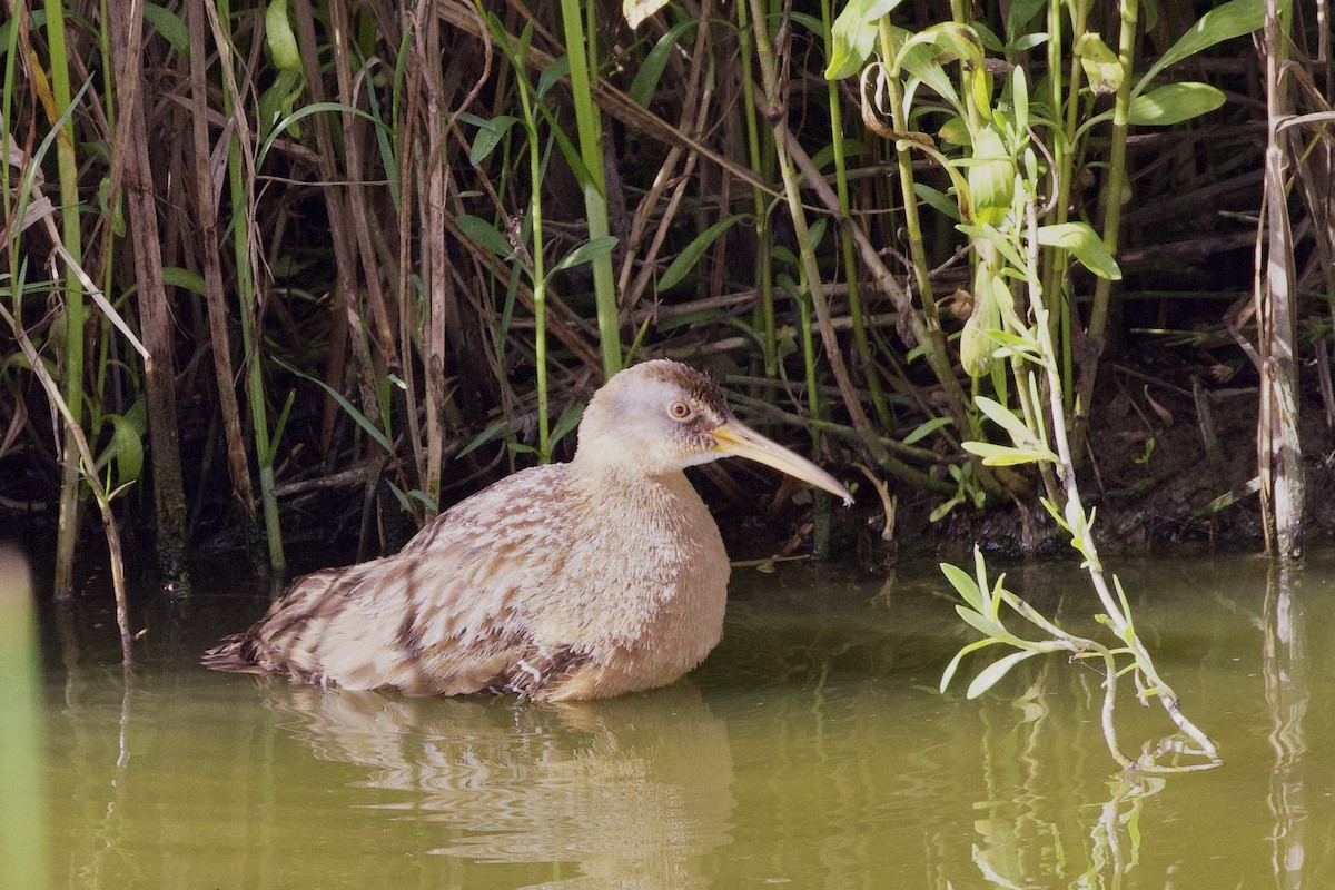 Clapper Rail - ML616492955