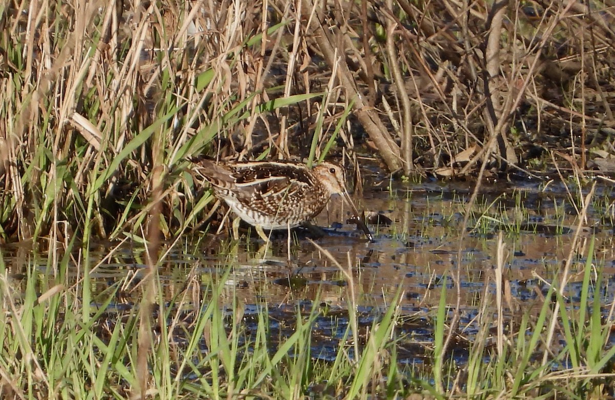 Wilson's Snipe - Kisa Weeman