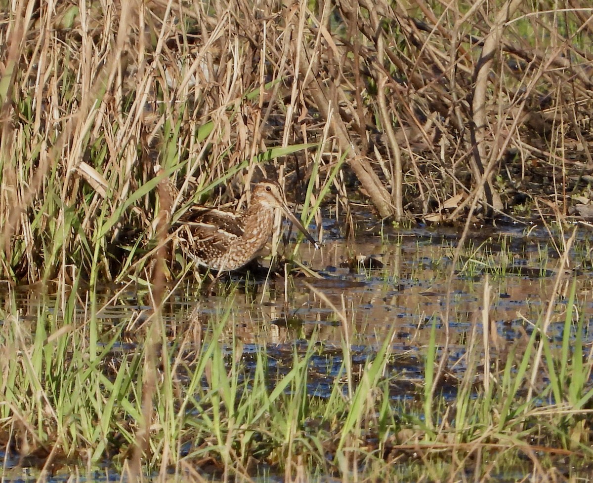 Wilson's Snipe - Kisa Weeman