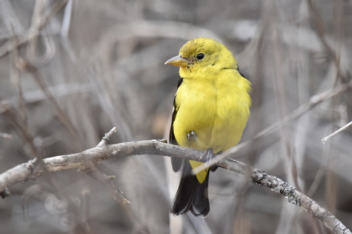 Western Tanager - ML616493032