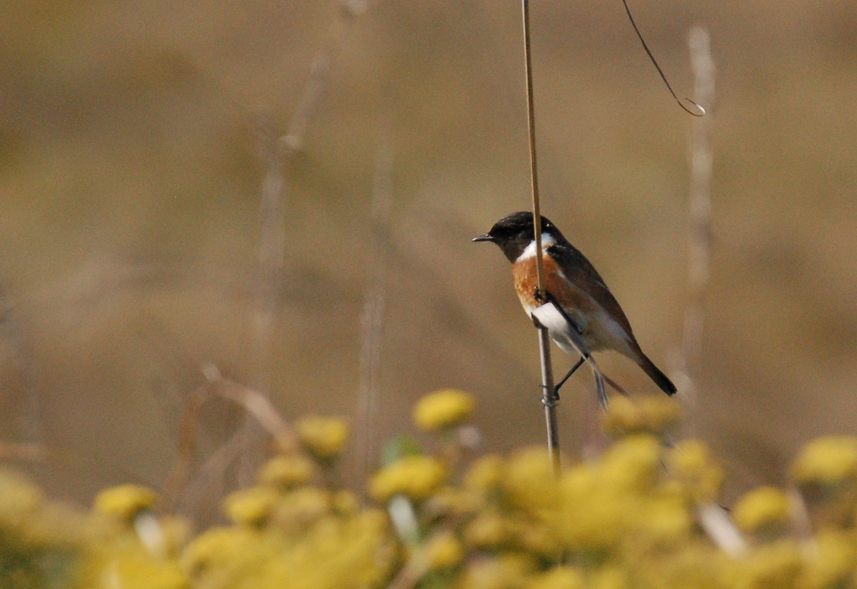 African Stonechat - ML616493051