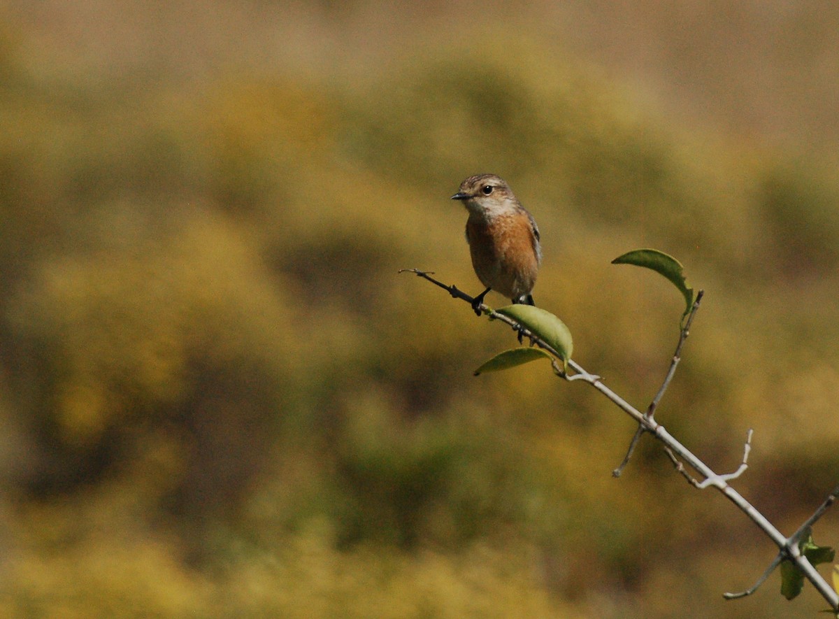 African Stonechat - ML616493052