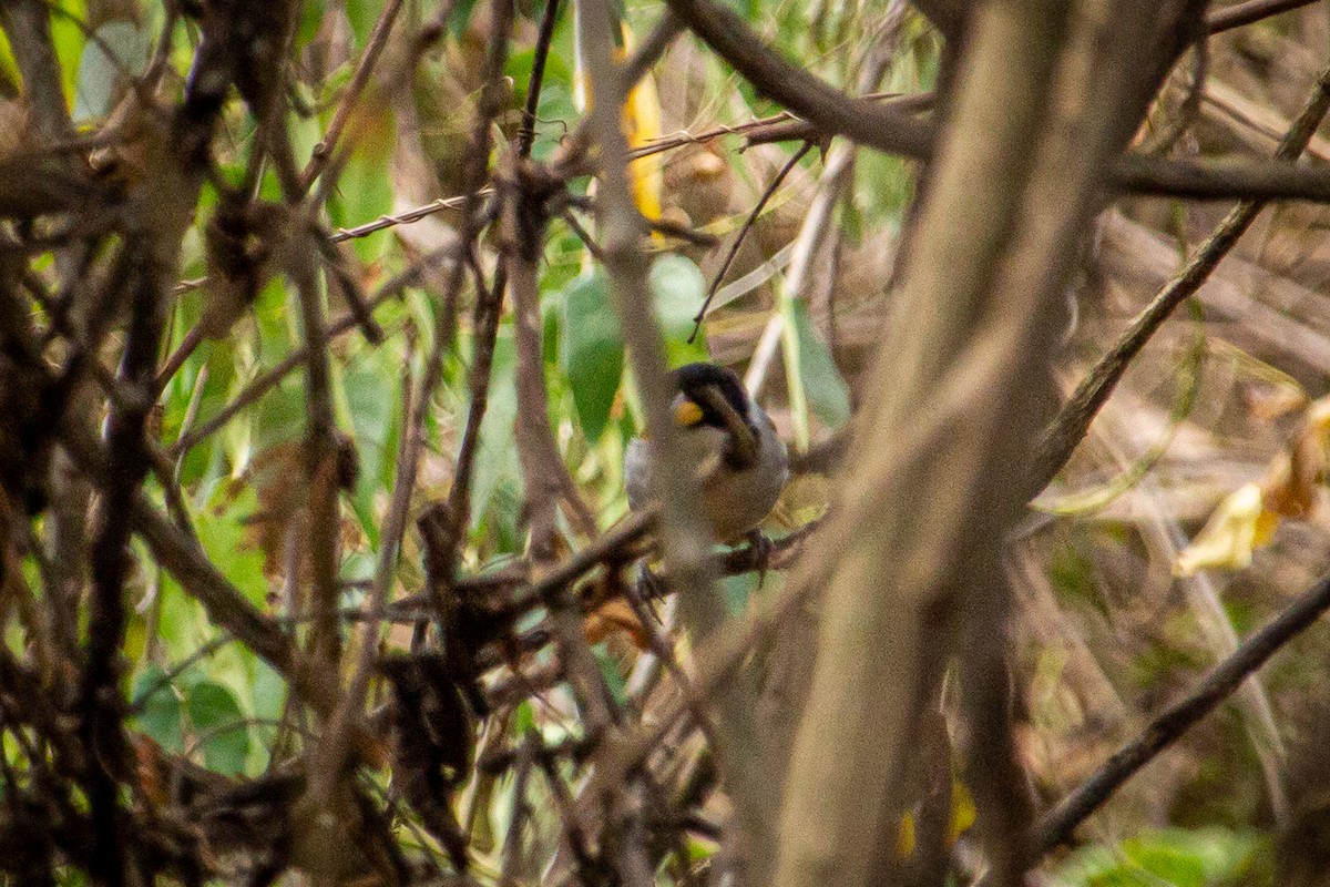 Golden-winged Sparrow - Francisco Russo