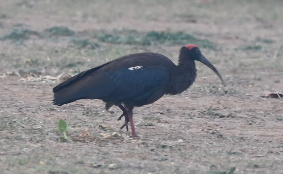 ibis bradavičnatý - ML616493099