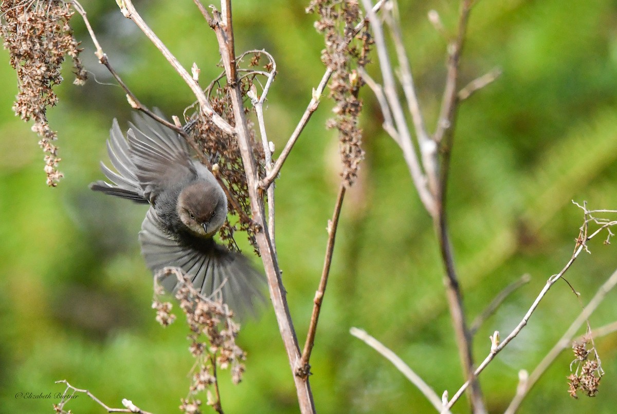 Bushtit - ML616493157