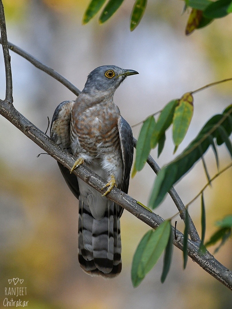 Common Hawk-Cuckoo - ML616493174