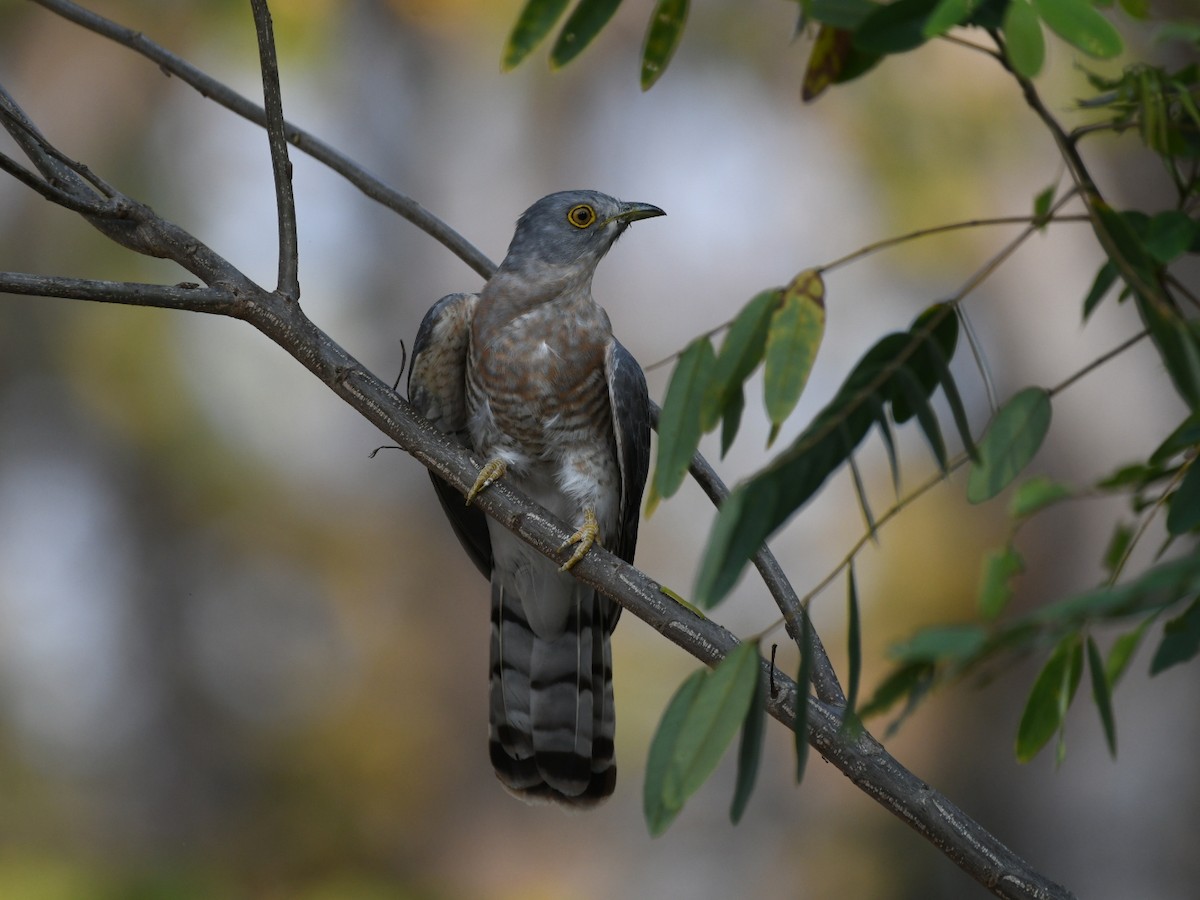 Common Hawk-Cuckoo - ML616493175