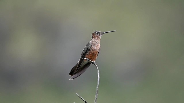 Giant Hummingbird - ML616493182