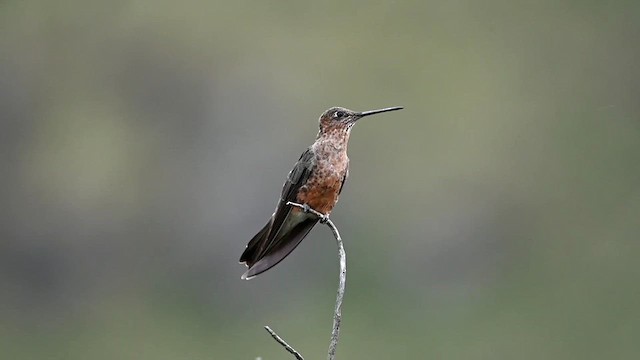 Colibrí Gigante - ML616493182