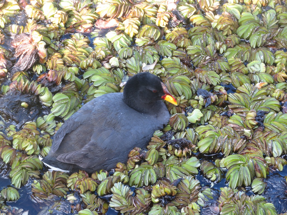 Red-fronted Coot - ML616493216