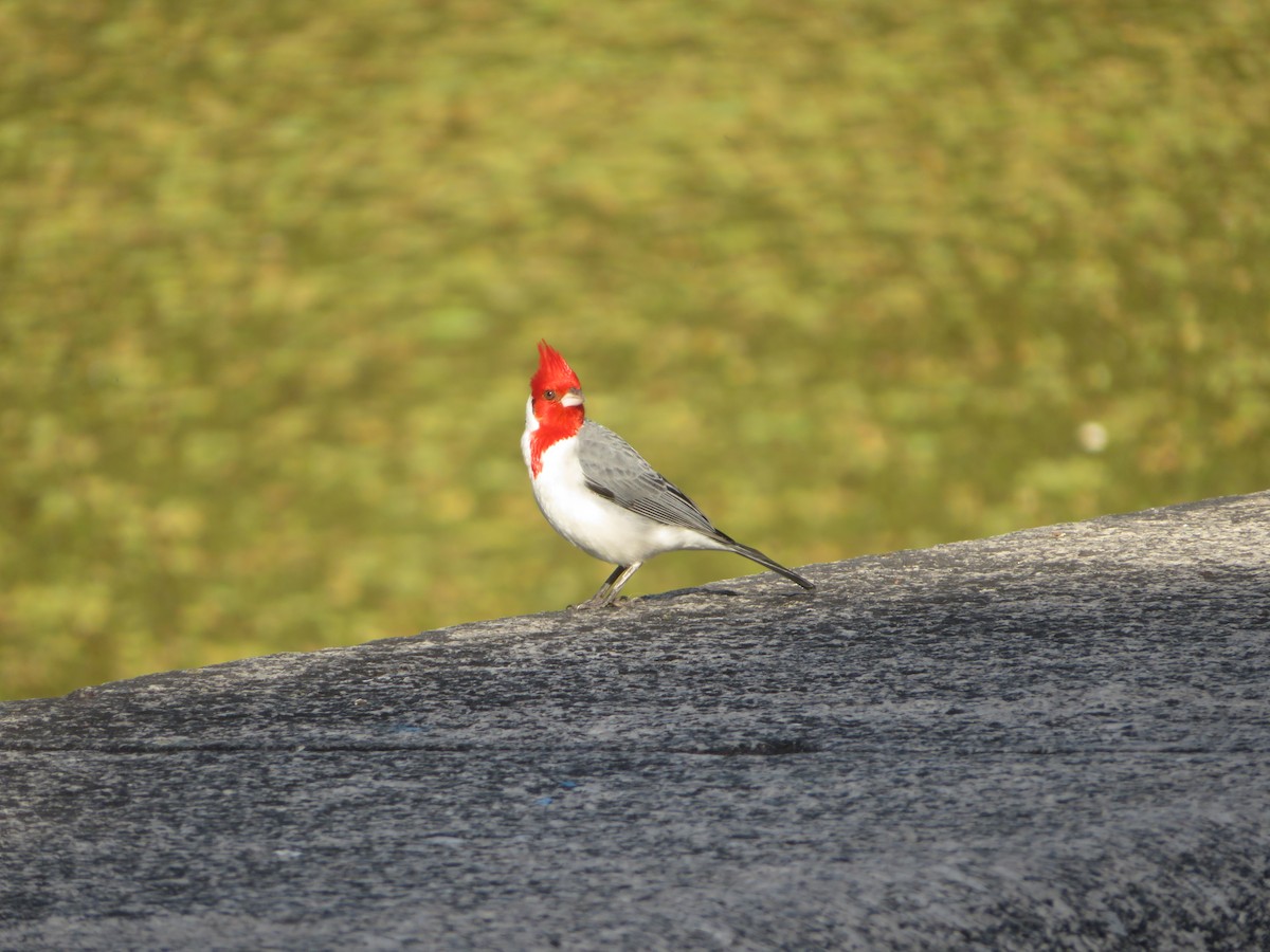 Red-crested Cardinal - ML616493268