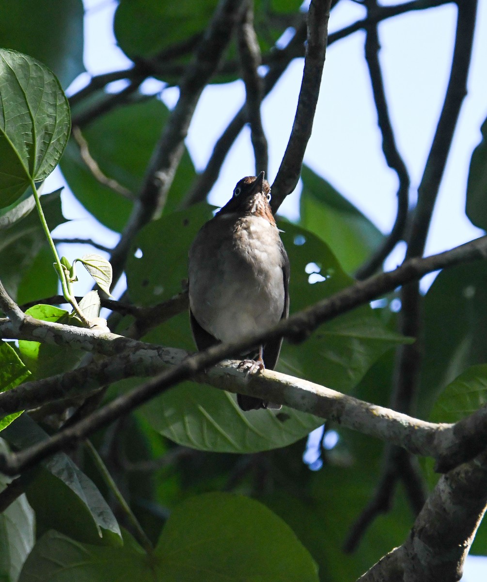 White-eyed Thrush - ML616493278