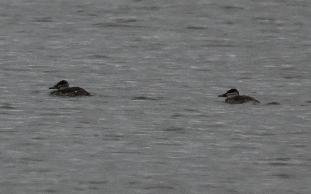 Ruddy Duck - ML616493313