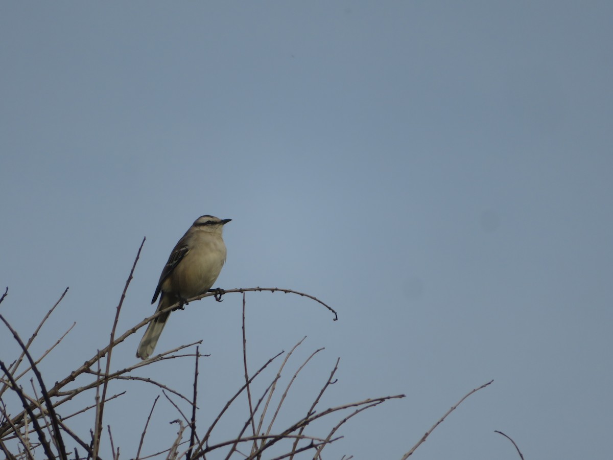 Chalk-browed Mockingbird - ML616493320