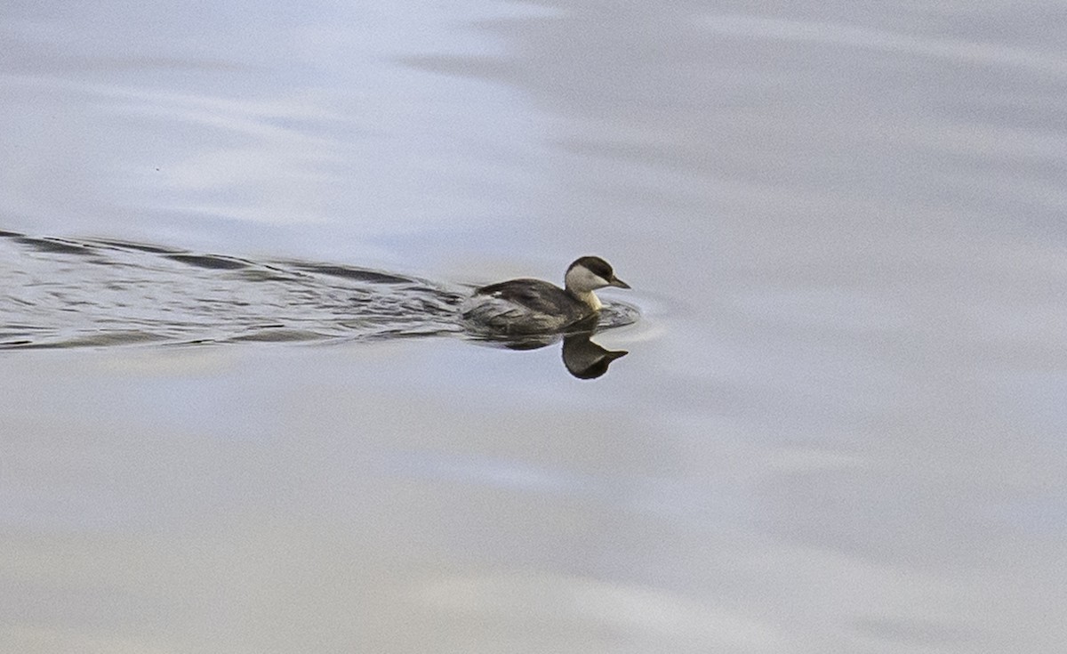 Hoary-headed Grebe - ML616493325