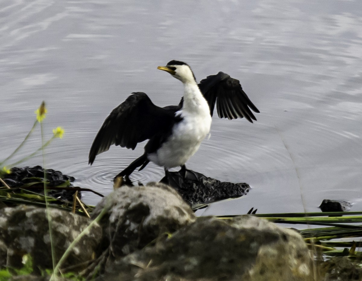 Little Pied Cormorant - ML616493338