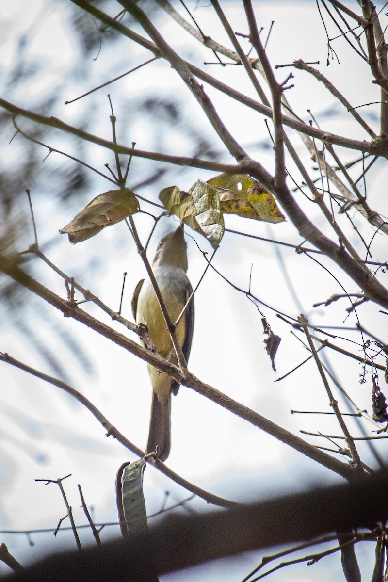 Venezuelan Flycatcher - Francisco Russo