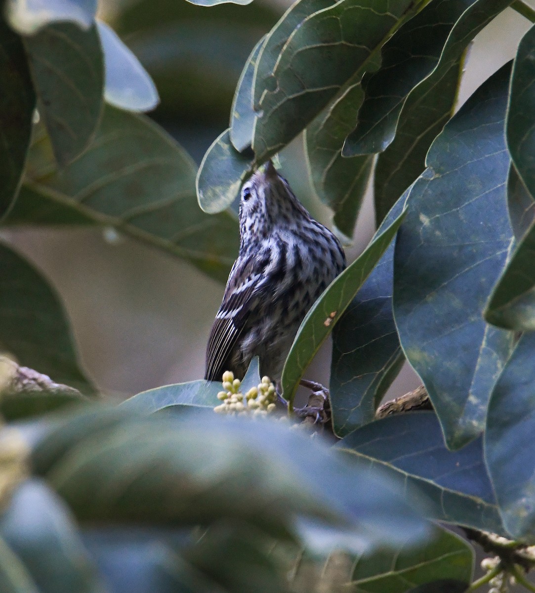 Arrowhead Warbler - ML616493390