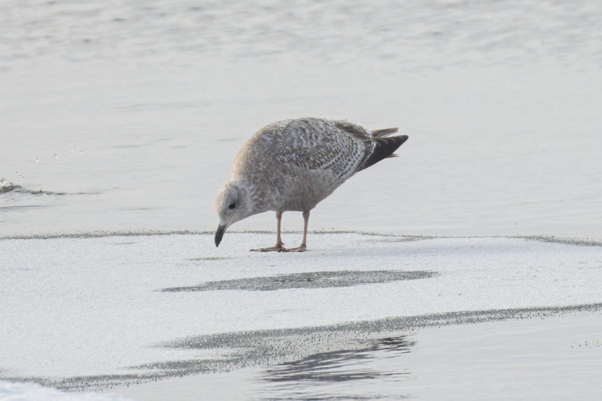 Larus sp. - Calvin S