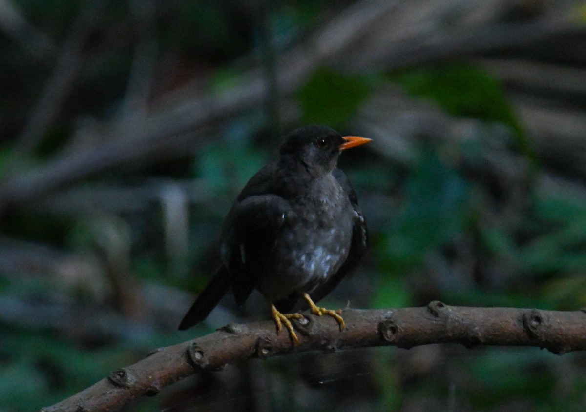 White-chinned Thrush - ML616493497