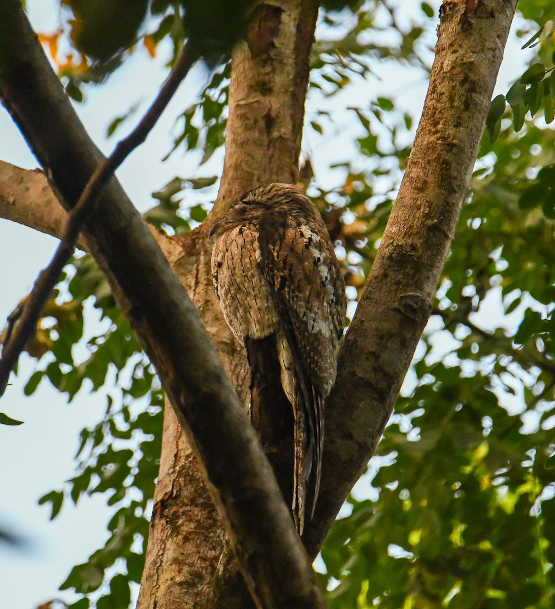 Northern Potoo (Caribbean) - ML616493510