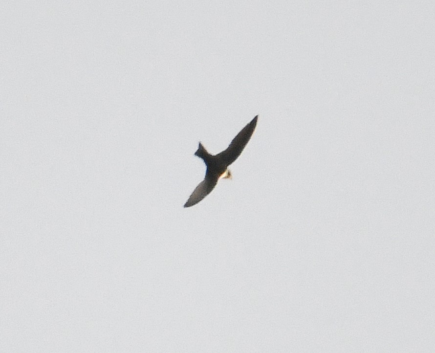 White-collared Swift - David Chernack