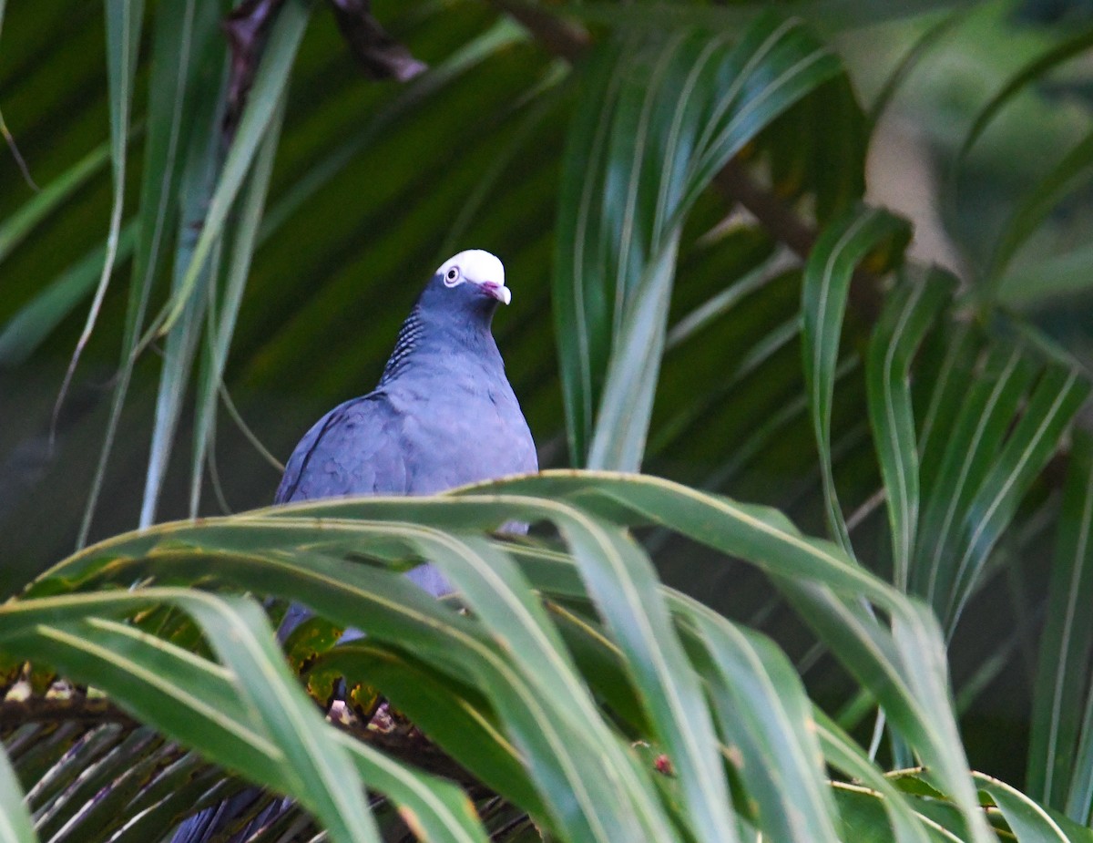 Pigeon à couronne blanche - ML616493536