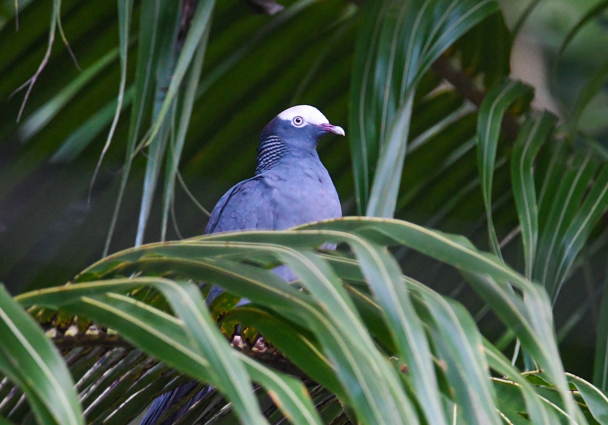 Pigeon à couronne blanche - ML616493537