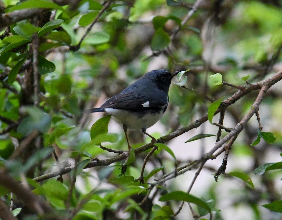 Black-throated Blue Warbler - David Chernack