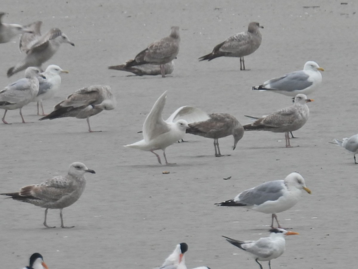 Iceland Gull - ML616493547