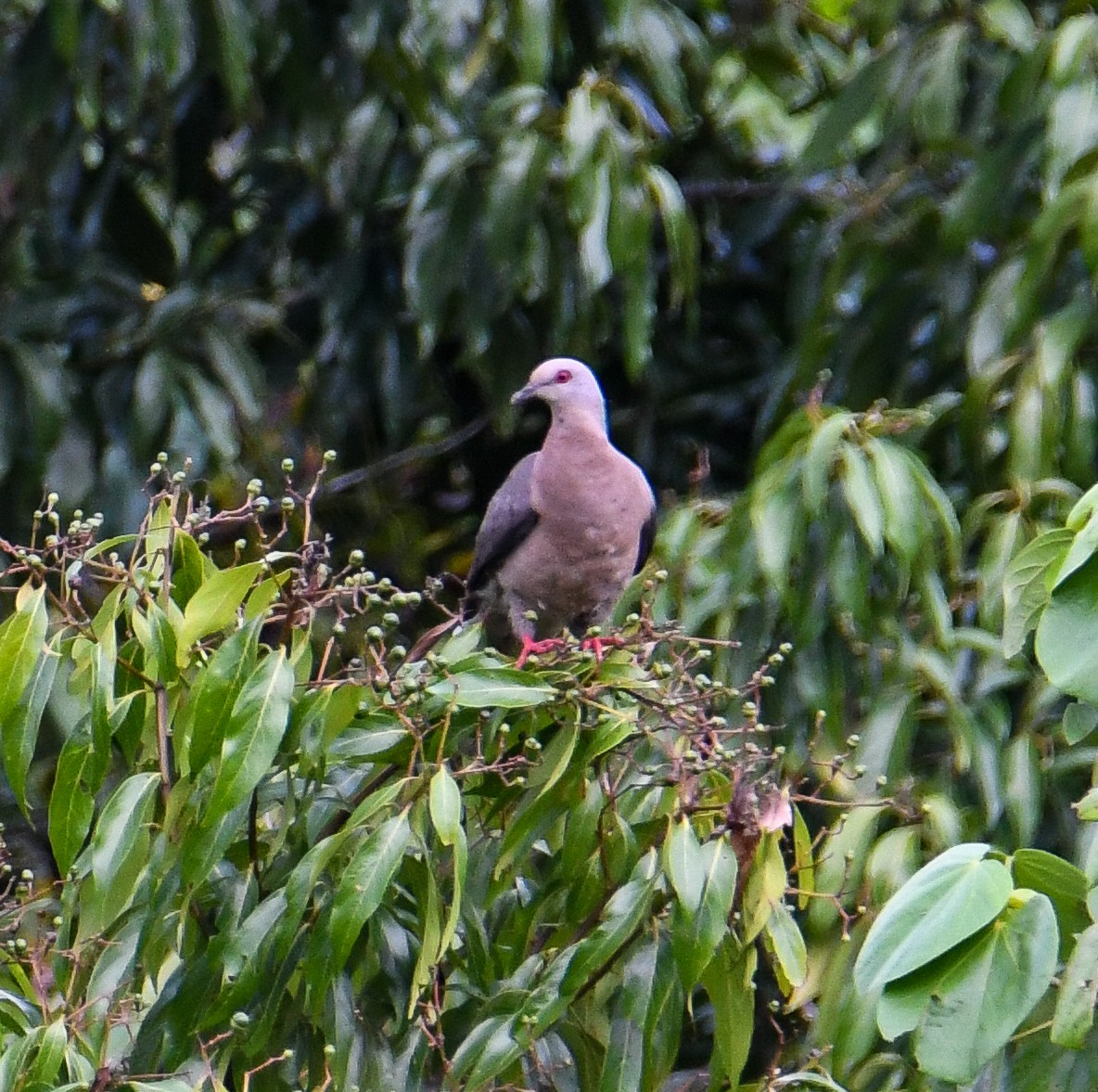 Ring-tailed Pigeon - David Chernack