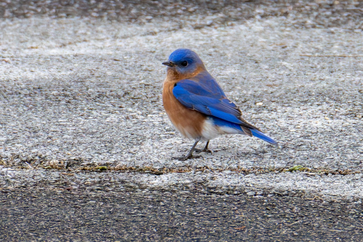 Eastern Bluebird - James Davis