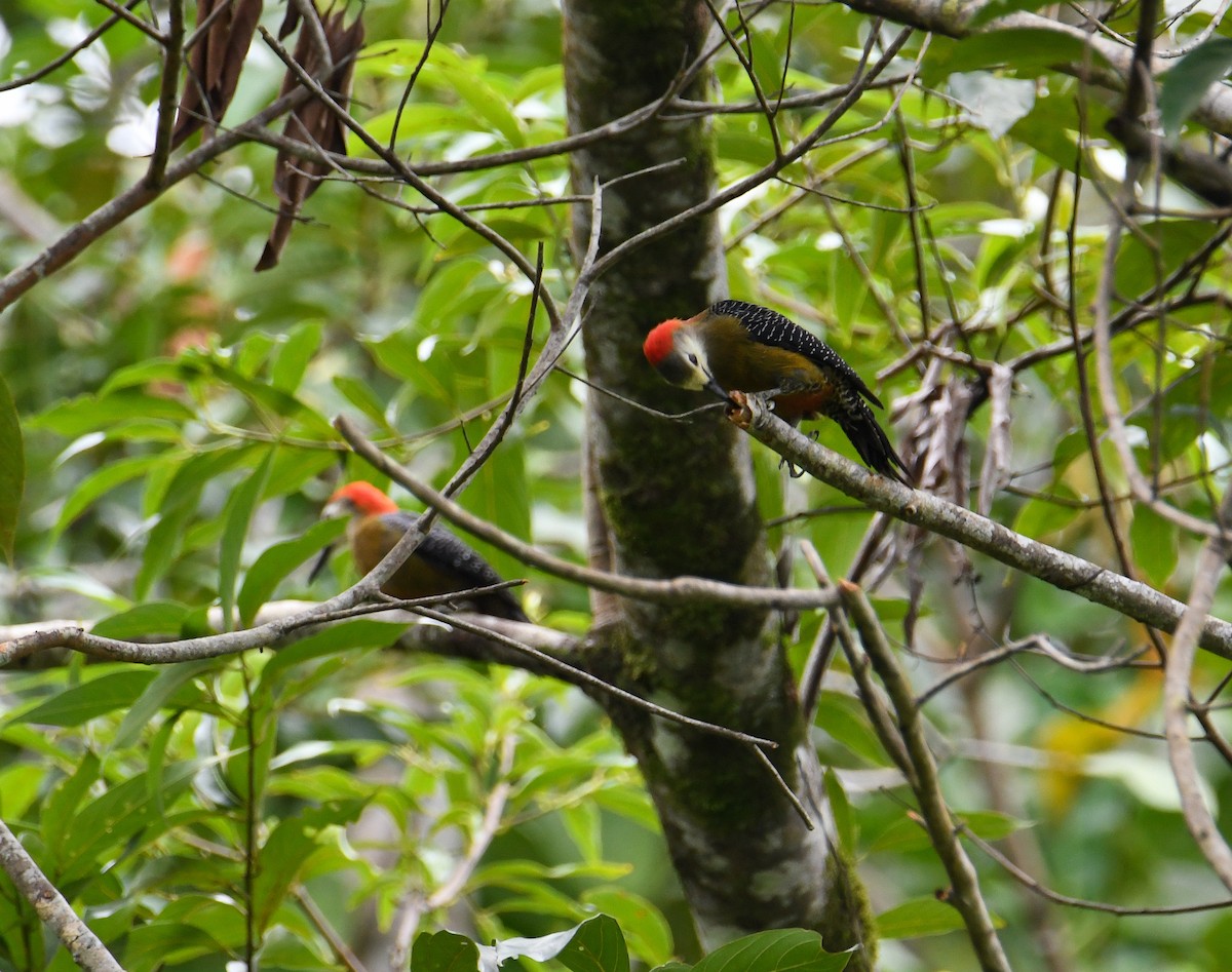 Jamaican Woodpecker - David Chernack