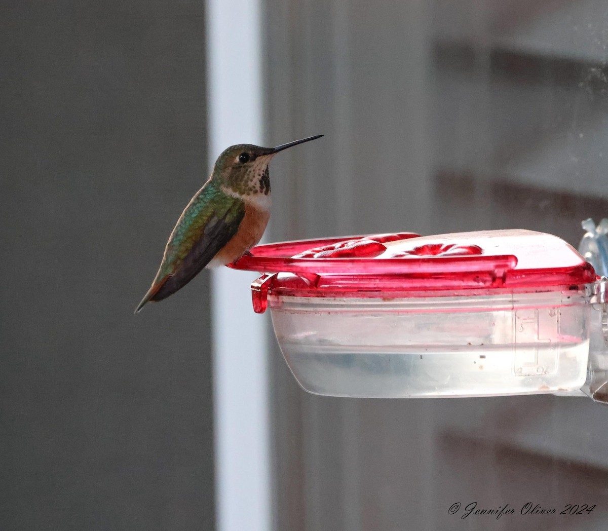 Allen's Hummingbird - ML616493669