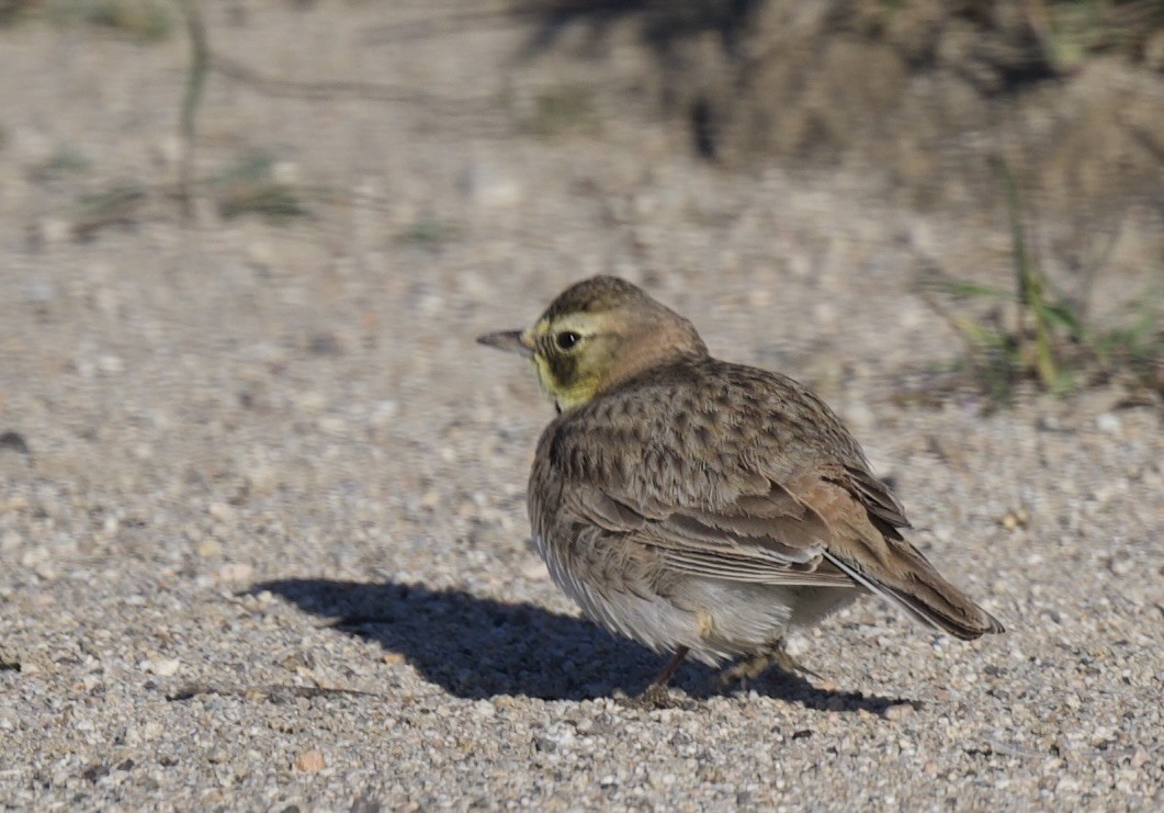 Horned Lark - ML616493676