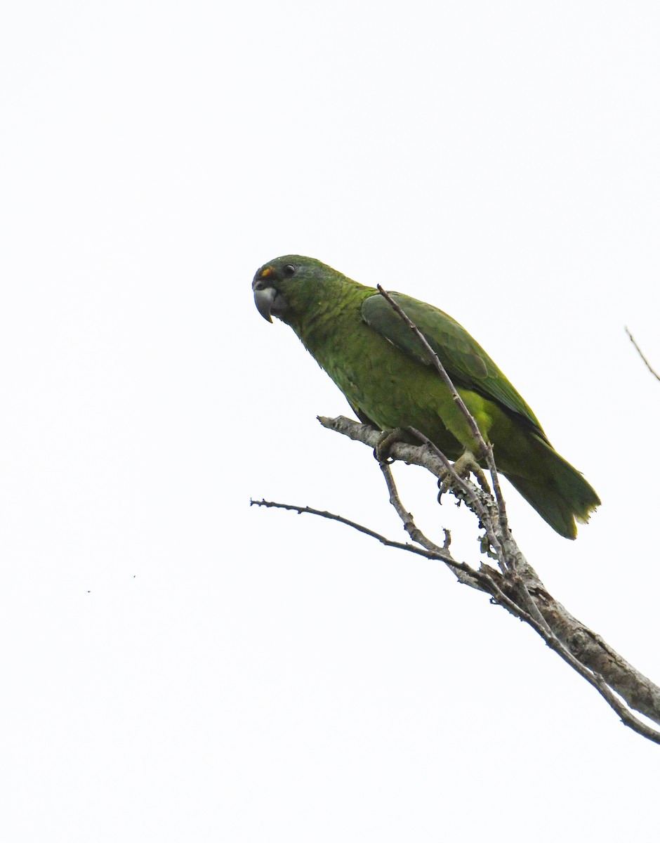 Black-billed Parrot - ML616493682