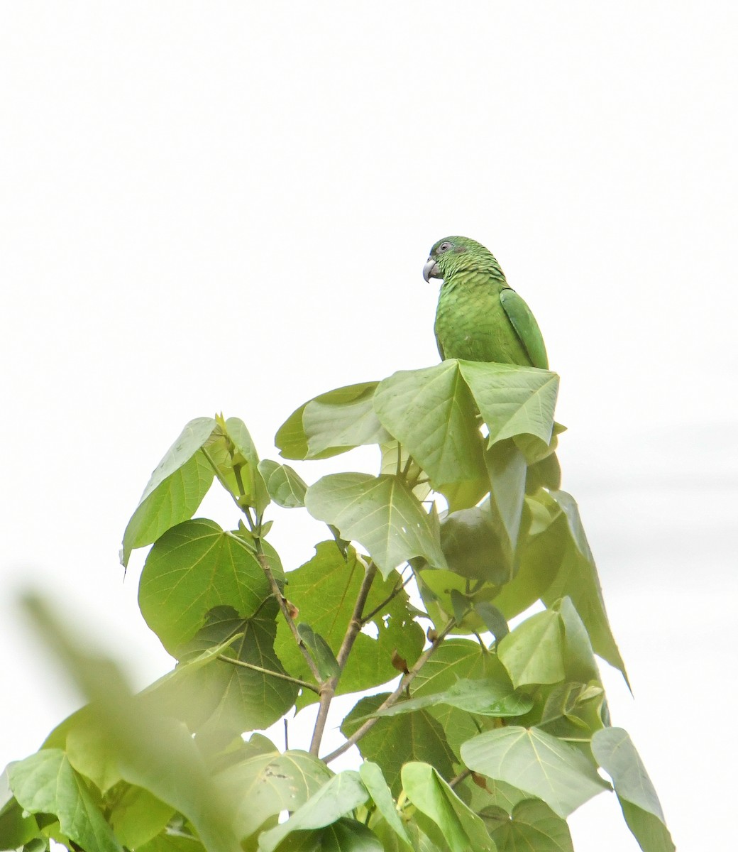 Black-billed Parrot - ML616493683