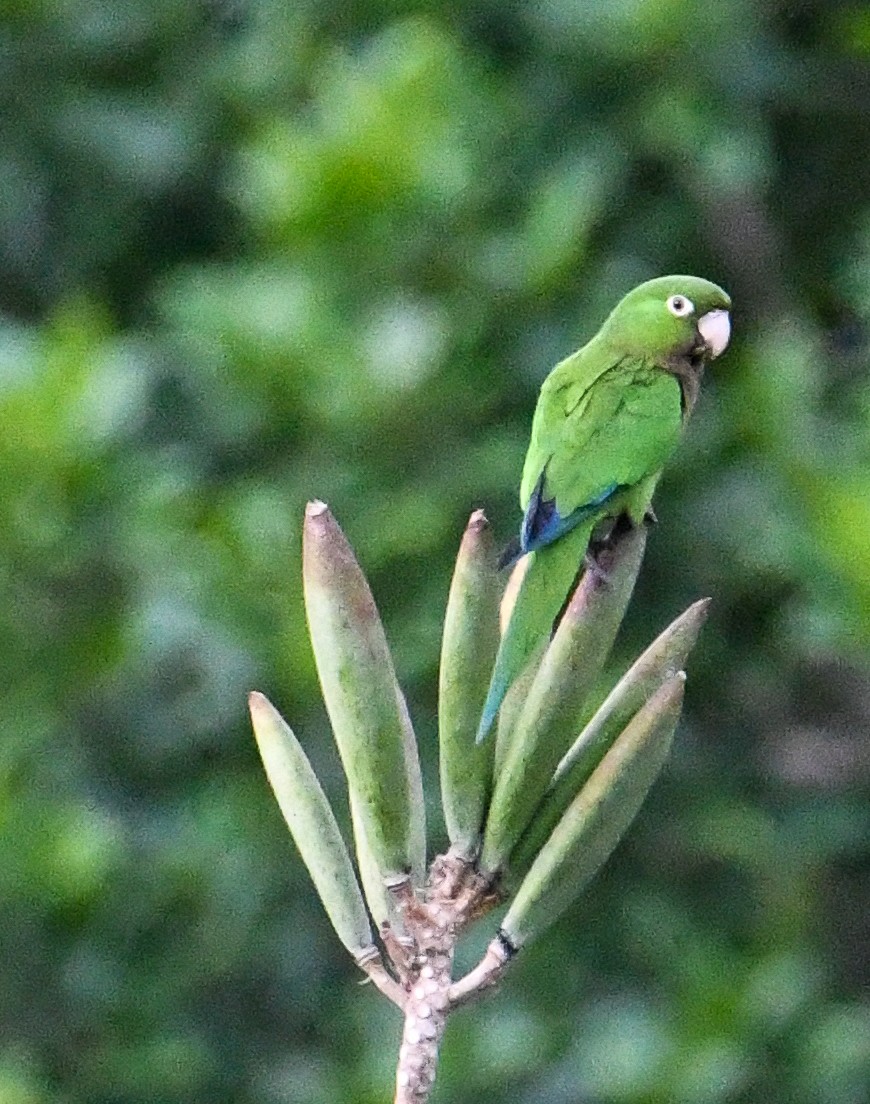 Olive-throated Parakeet (Jamaican) - ML616493705