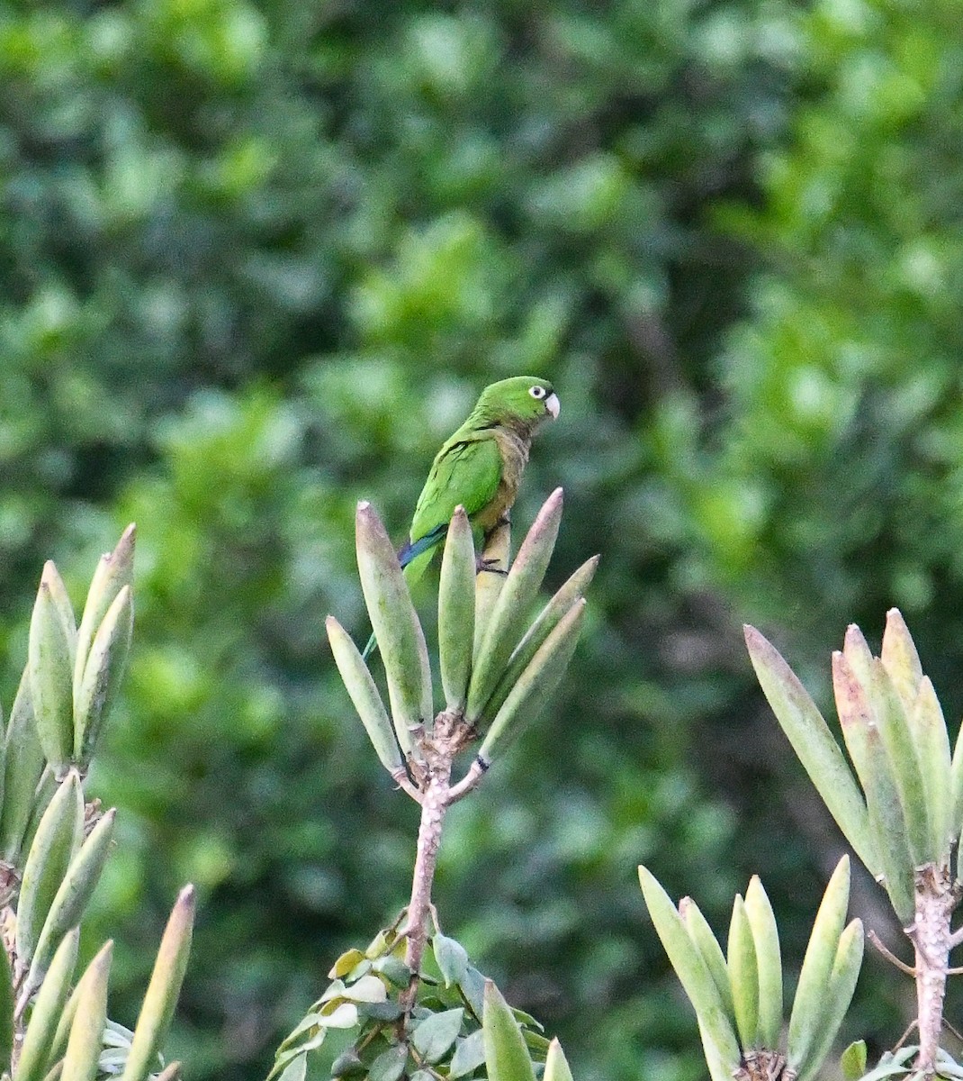 Olive-throated Parakeet (Jamaican) - ML616493706