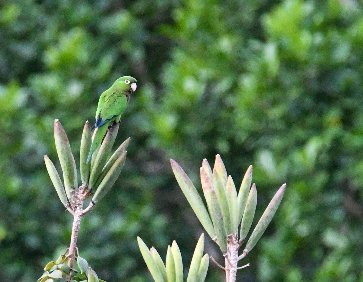 Olive-throated Parakeet (Jamaican) - ML616493707