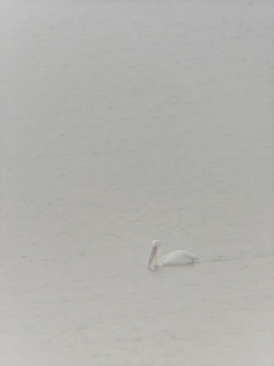 pelikán kadeřavý - ML616493709