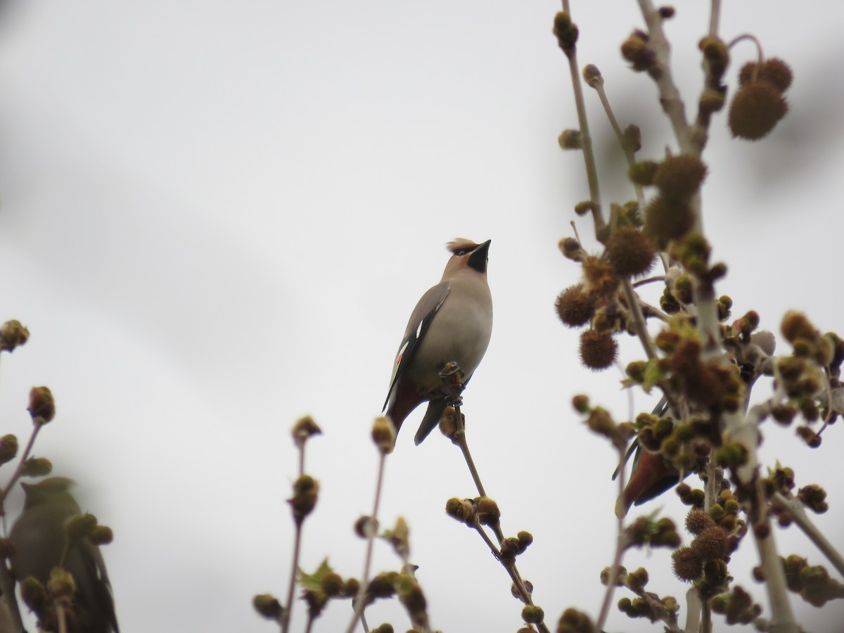 Bohemian Waxwing - ML616493744