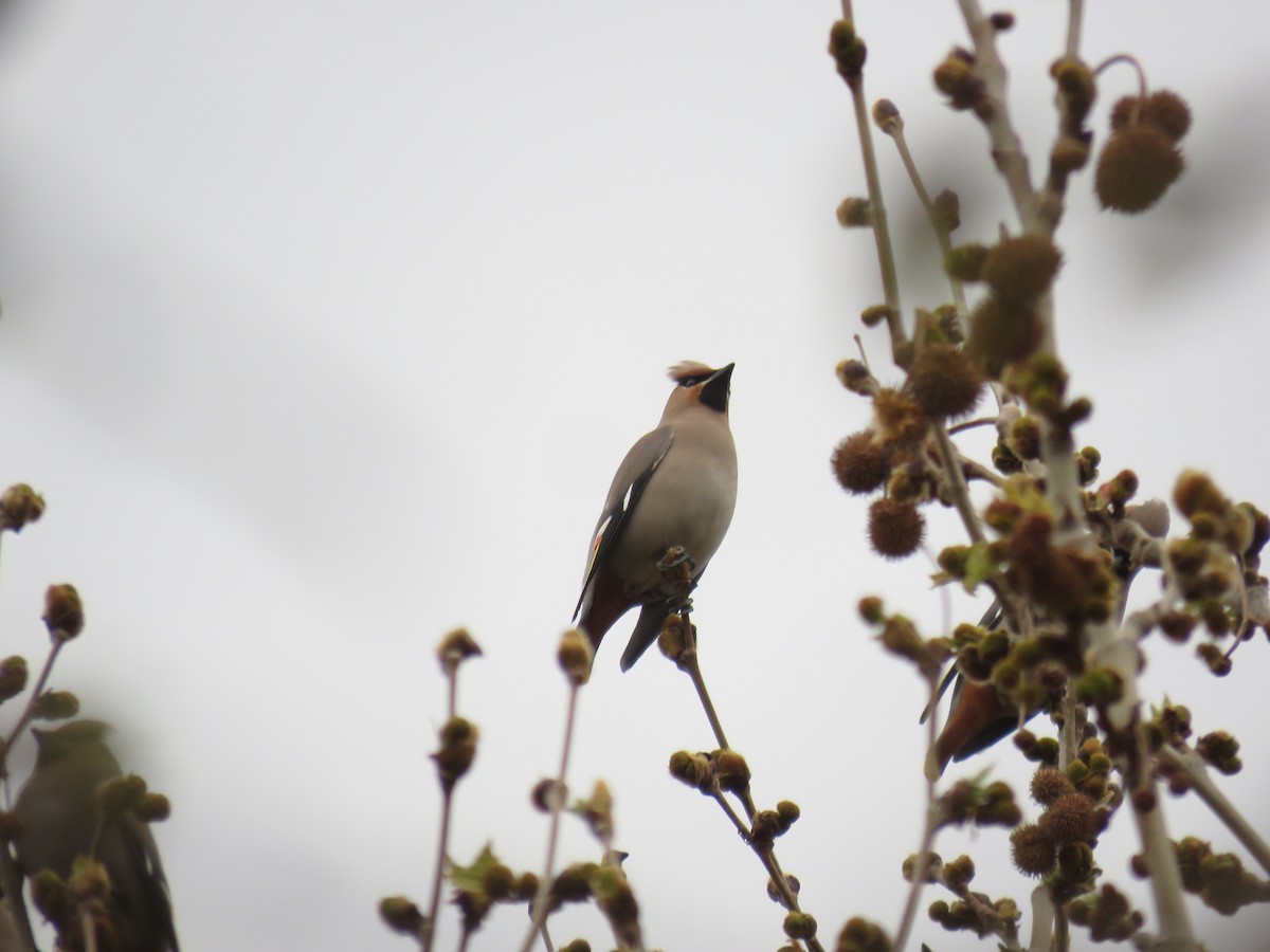 Bohemian Waxwing - ML616493745