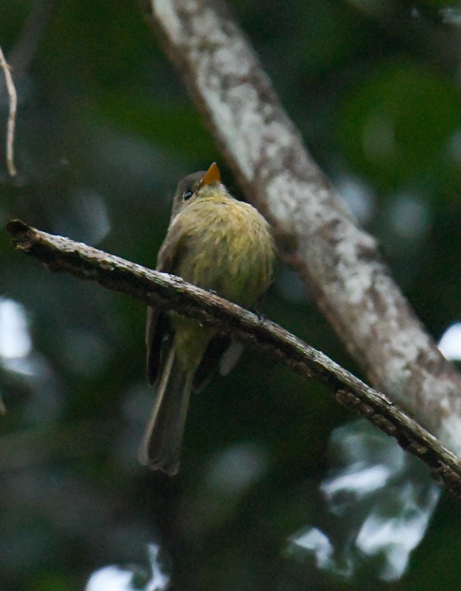 Jamaican Pewee - David Chernack