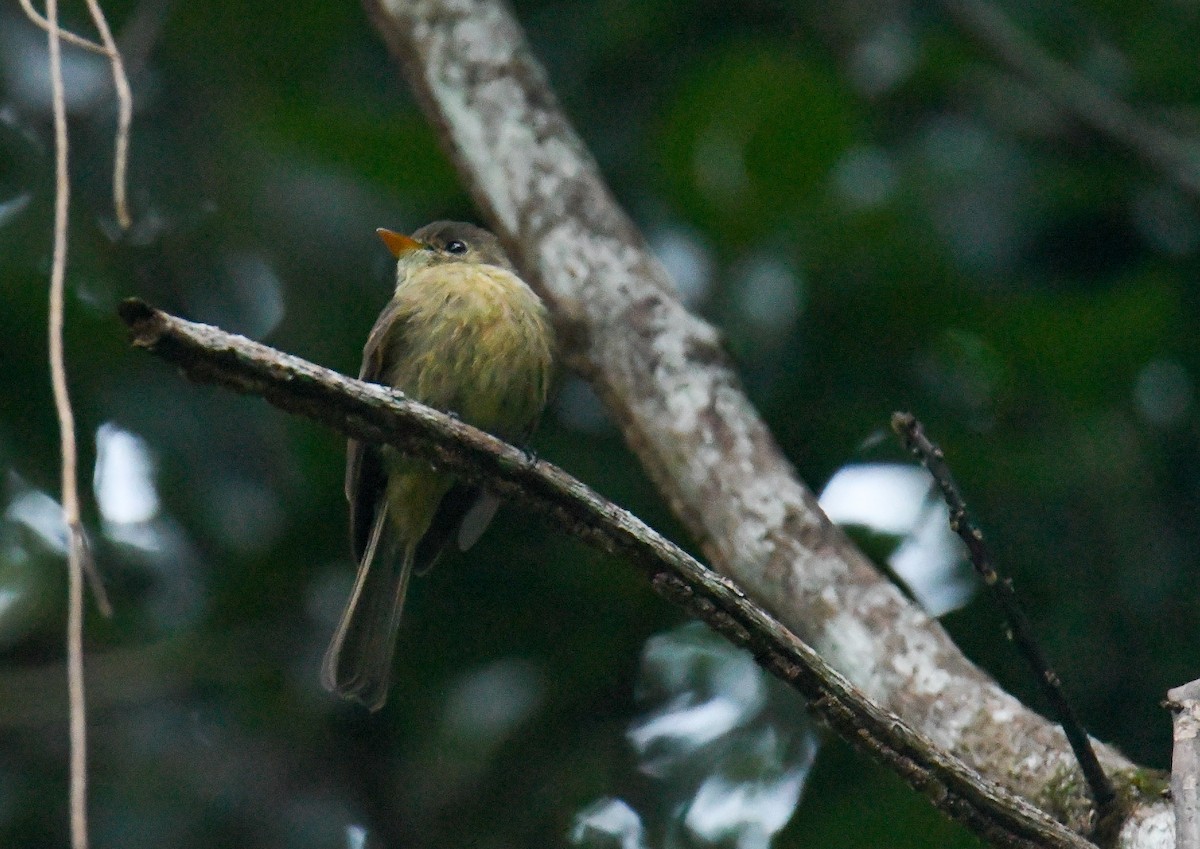 Jamaican Pewee - David Chernack