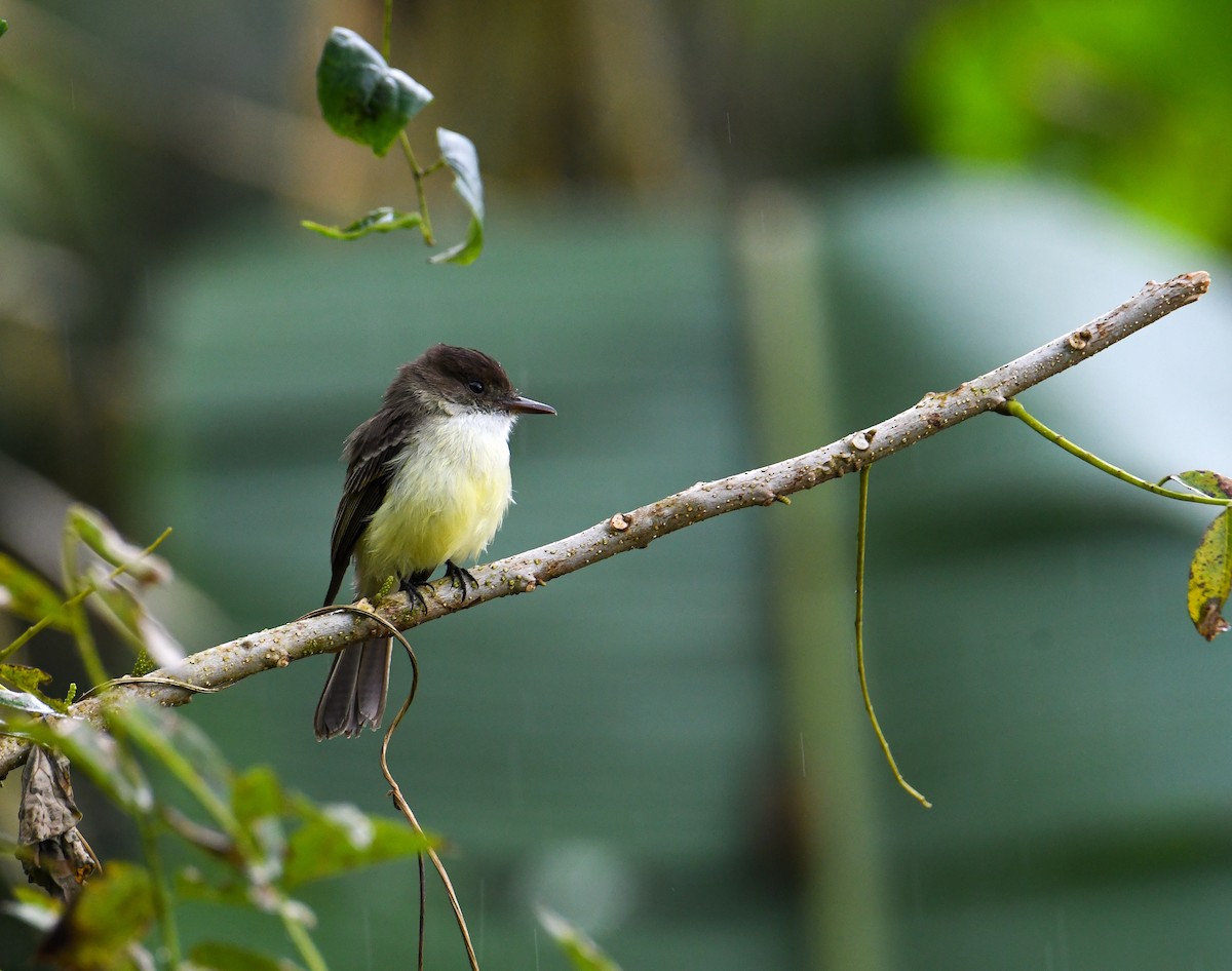 Sad Flycatcher - David Chernack