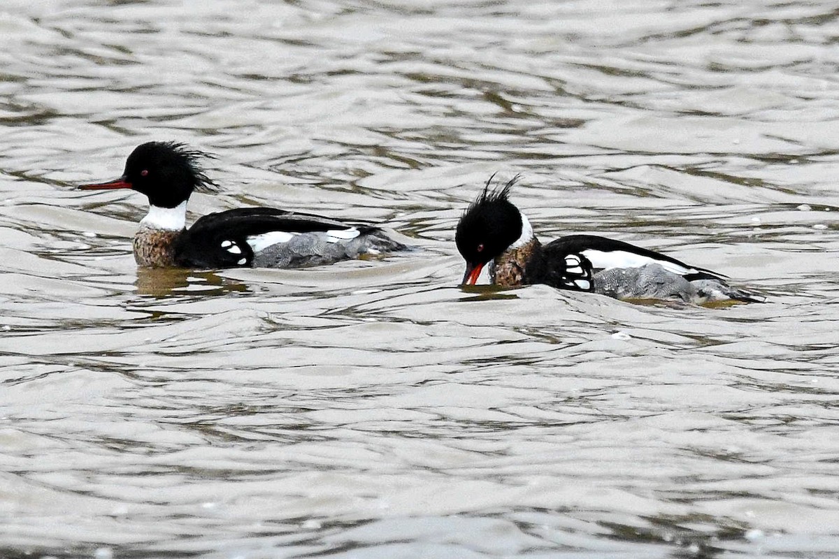 Red-breasted Merganser - ML616493943